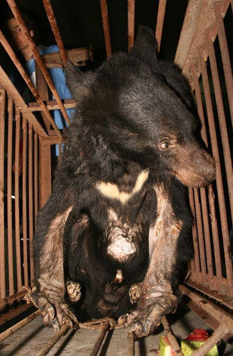 All bear bile farms will be closed - My Dream for Animals