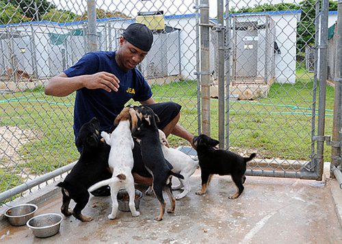 People will adopt dogs from shelters instead of purchasing dogs bred at