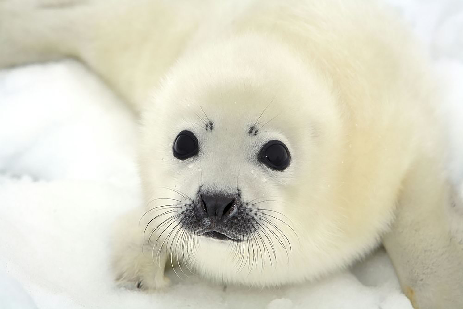Baby harp seals will no longer be killed for their fur