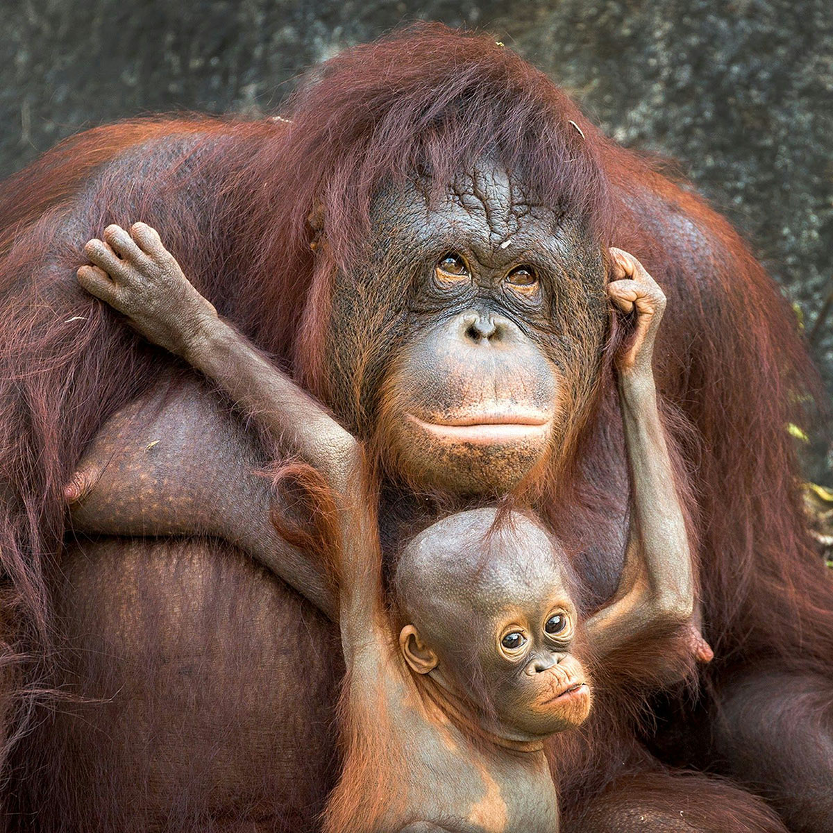 Orangutan habitat will not be destroyed by the palm oil ...