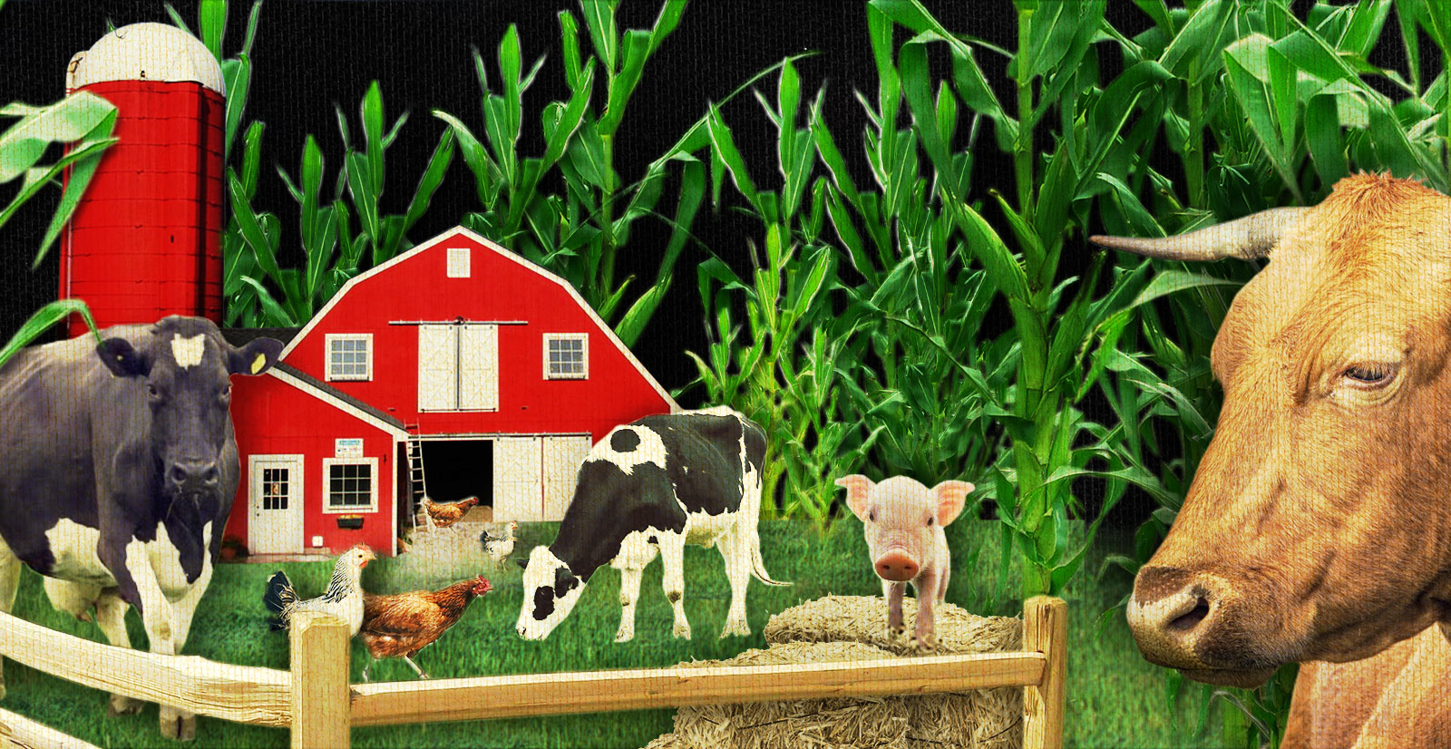 People will realize that farm animals are no different than their pets - My  Dream for Animals