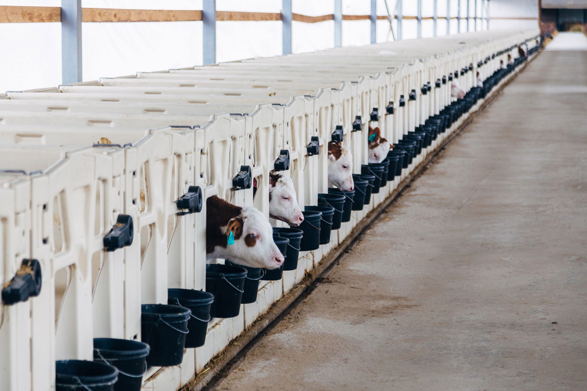 What is a factory farm? My Dream for Animals