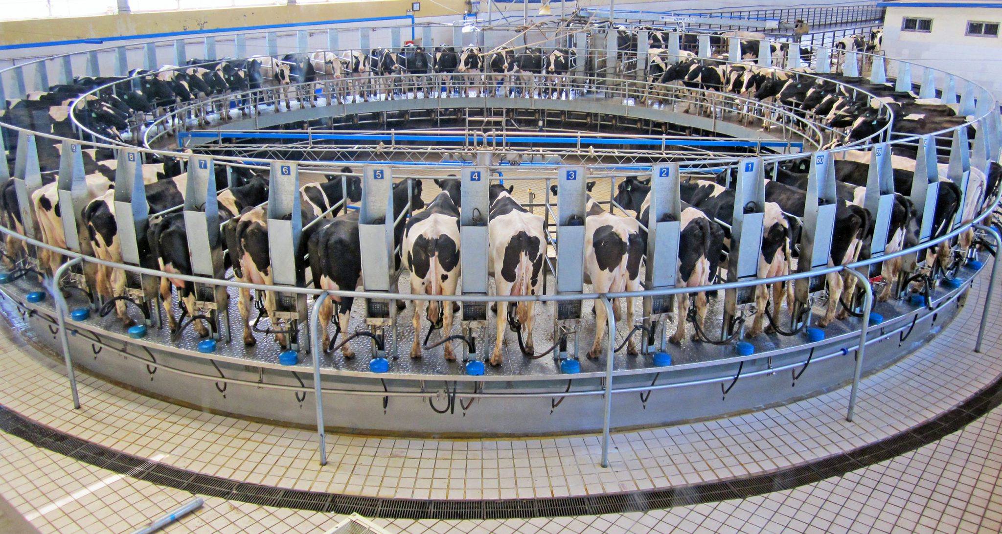 What is a factory farm? My Dream for Animals
