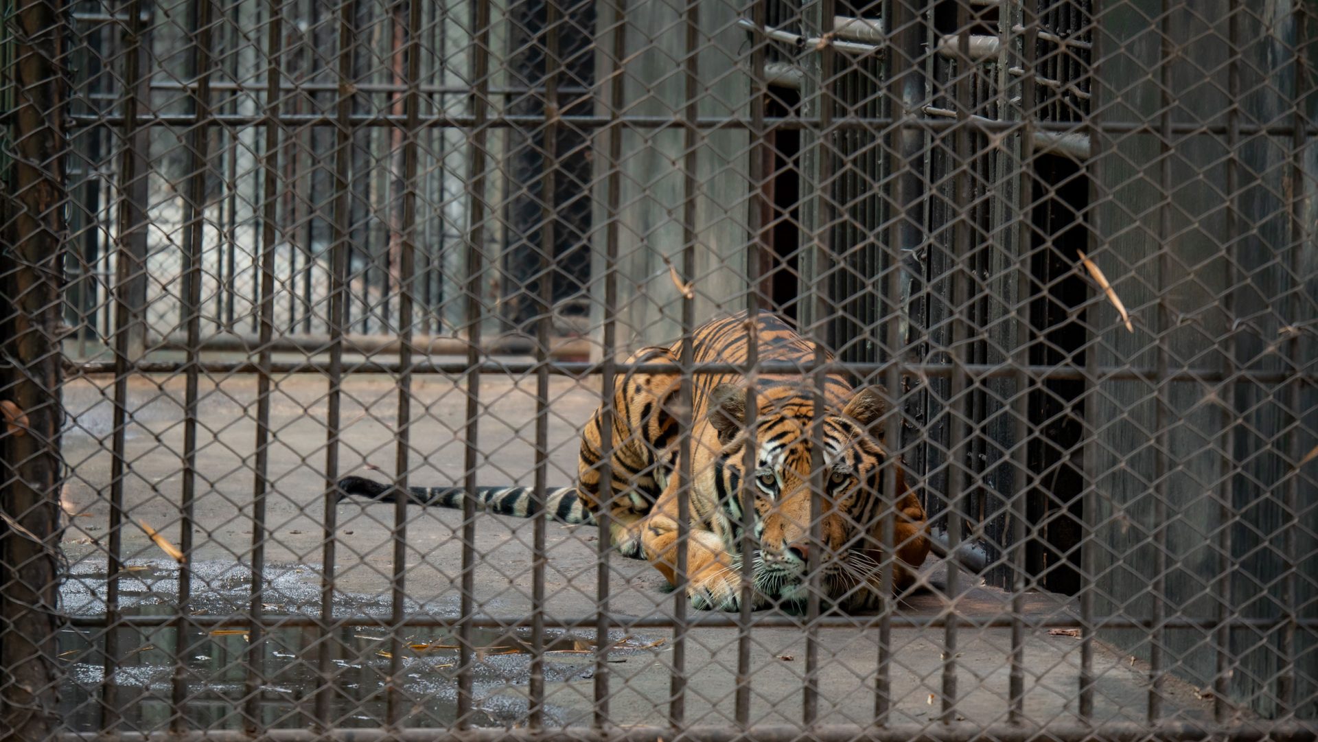 Tigers in Captivity My Dream for Animals
