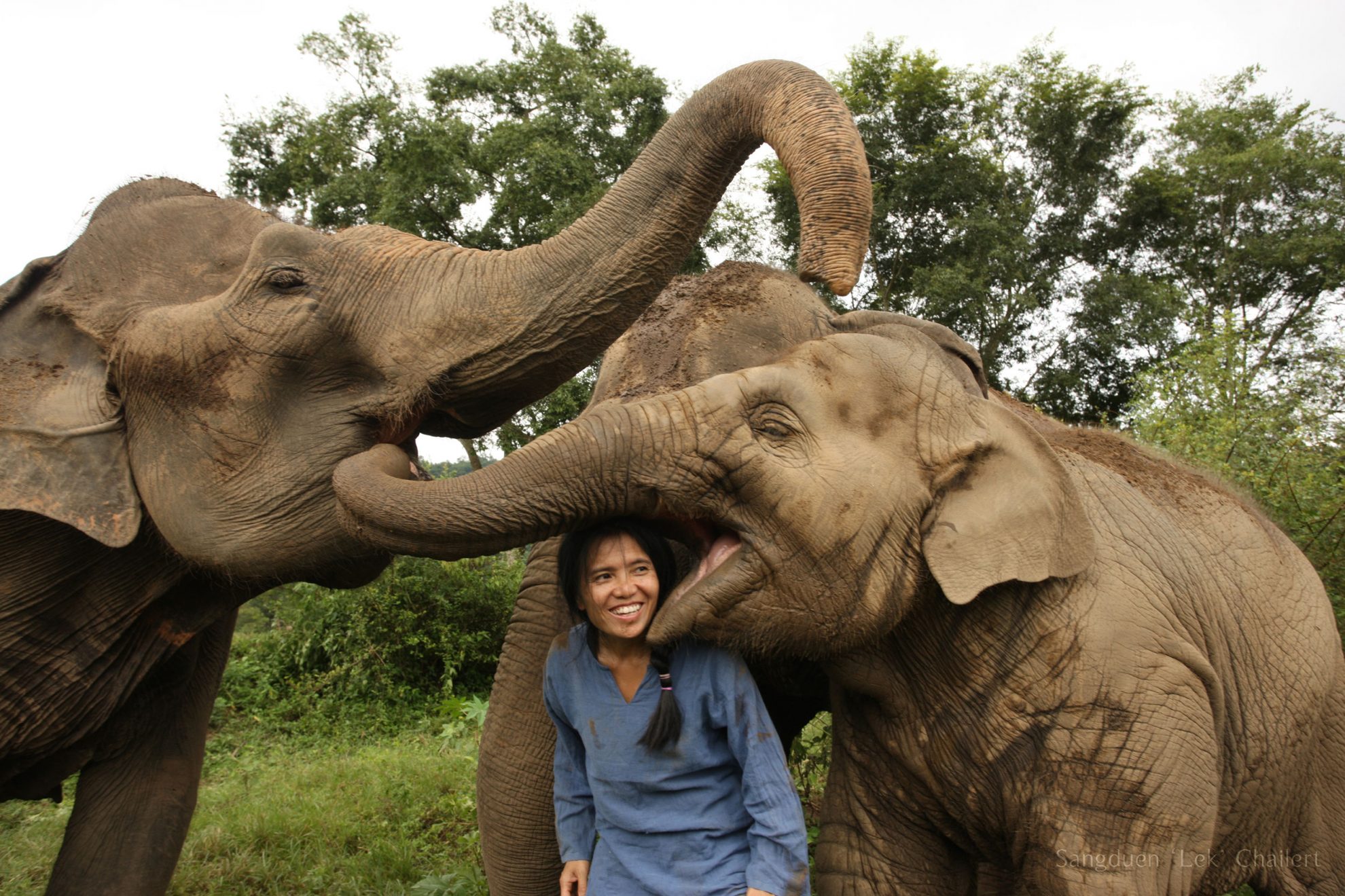 lek-chailert-my-dream-for-animals