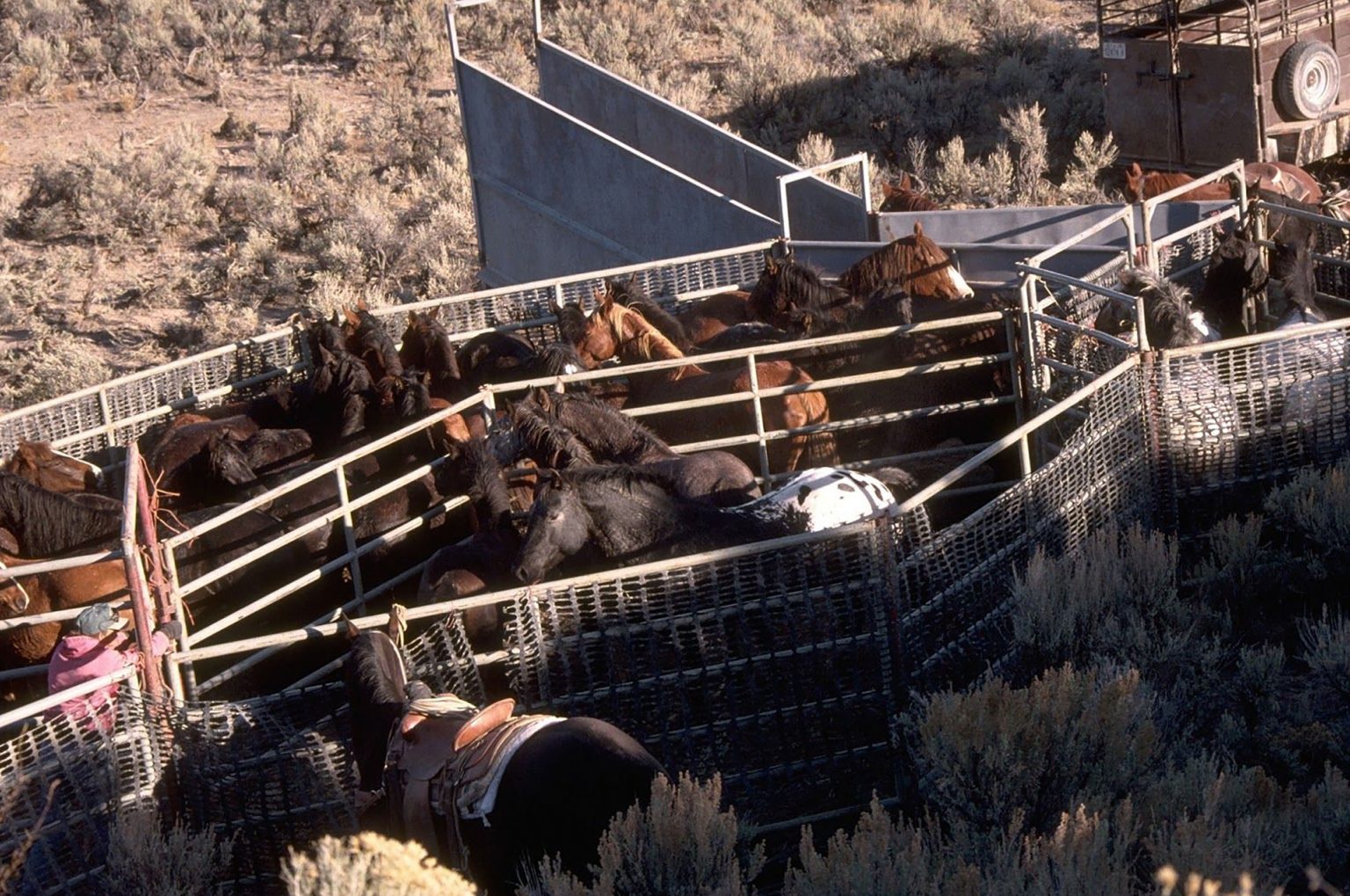 Is Horse Slaughter Legal in the US? My Dream for Animals