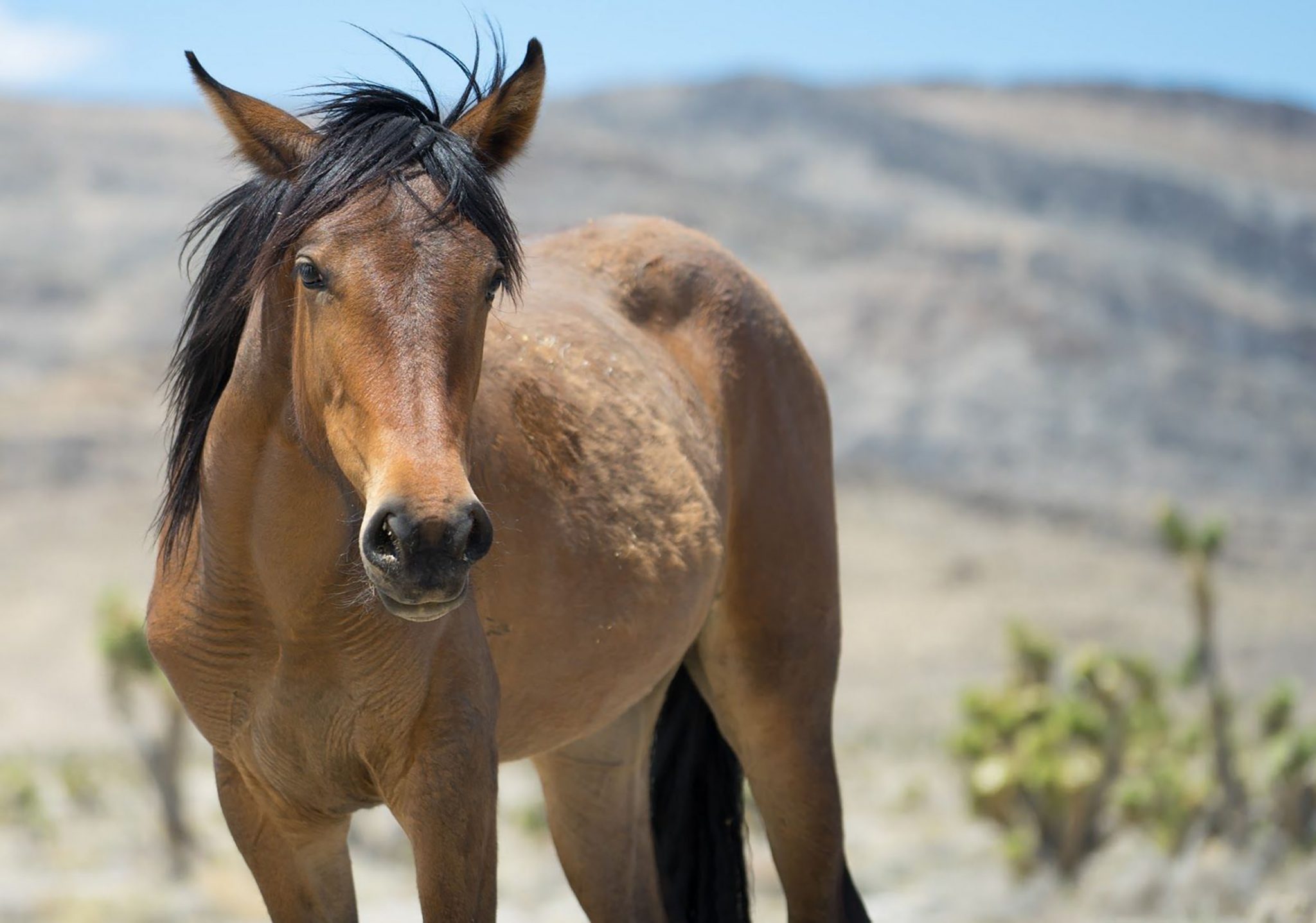 Is Horse Slaughter Legal In The US My Dream For Animals