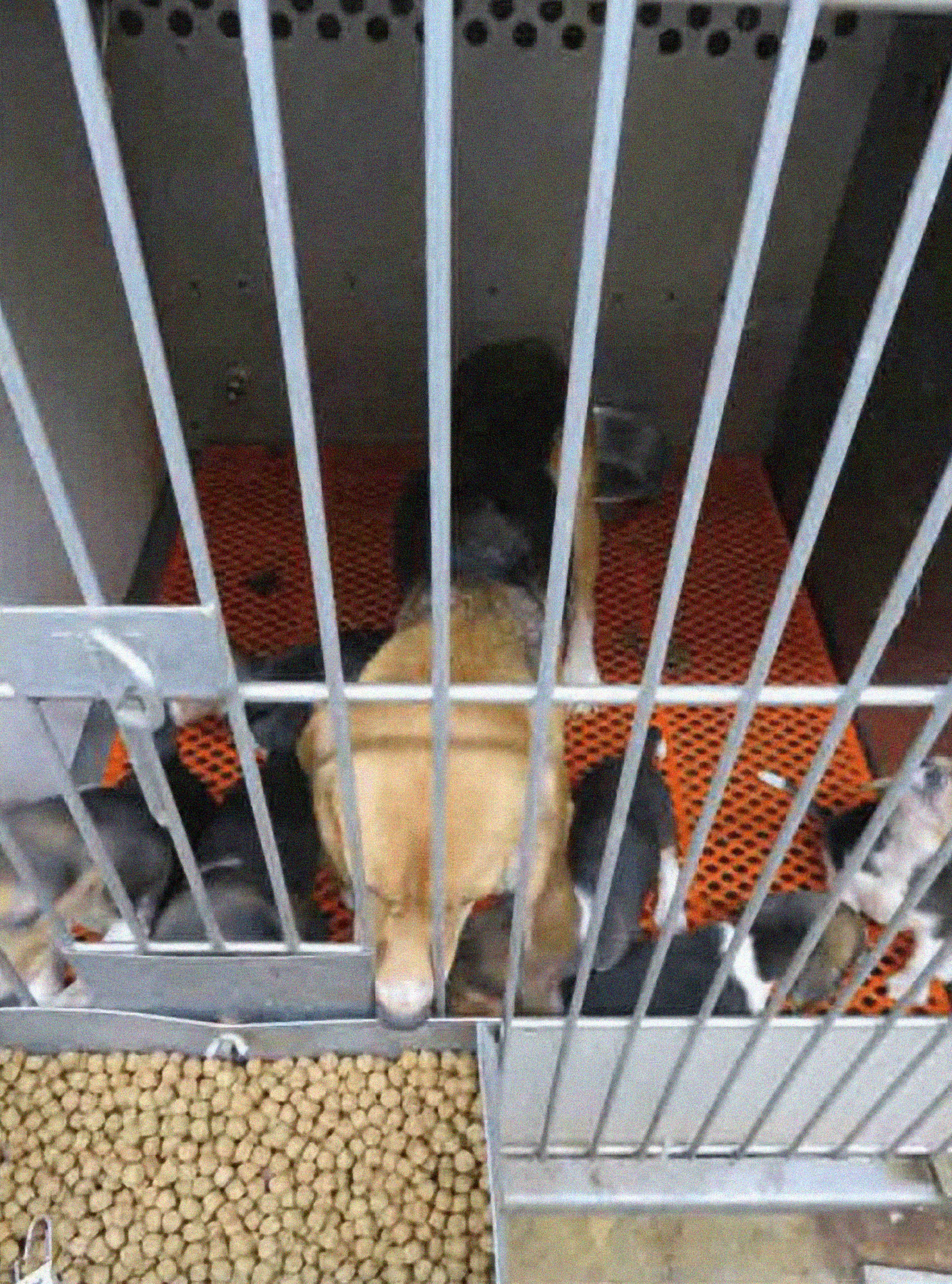 Free the VA Beagles - My Dream for Animals